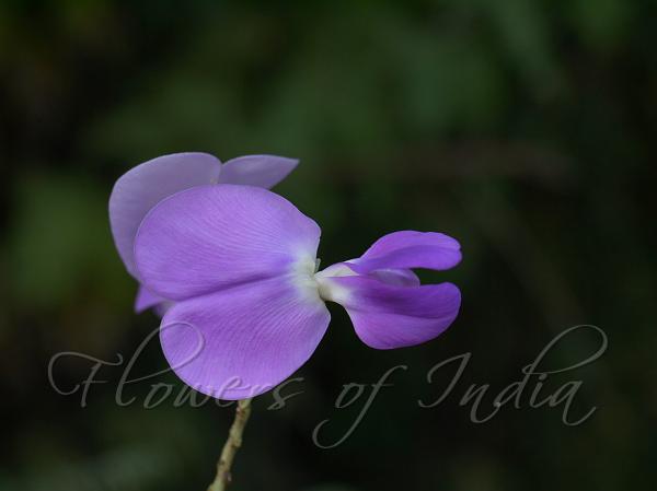 Indian Nesphostylis
